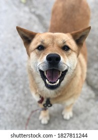 A Korean Puppy Called Jindo.
Similar To Shiba Dog, But With A Different Appearance And Personality
