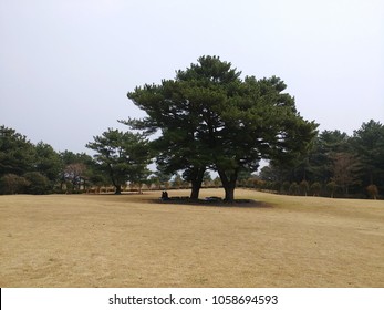 Korean Red Pine