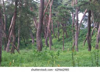 Korean Red Pine Stock Photo (Edit Now) 629662985