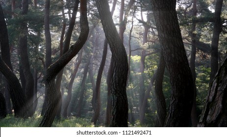 Korean Red Pine Forest