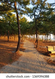 Korean Red Pine Load