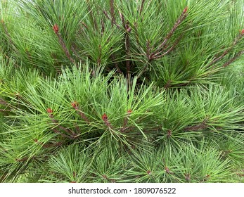 Korean Red Pine In Park