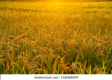 Korean Rice And Sunset.