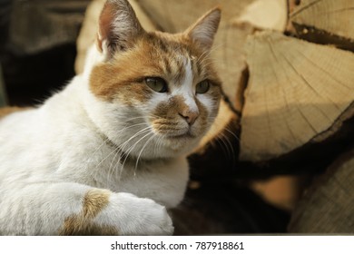 Korean Short Hair Cat Images Stock Photos Vectors Shutterstock