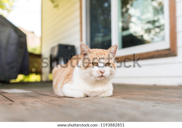 Korean Shorthair Cat Stock Photo Edit Now 1193882851