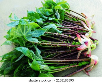 Korean Spring Food Ingredients, Tree Shoots With Prickly Green Leaves