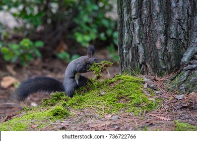 178 imagens de Korean squirrel Imagens, fotos stock e vetores