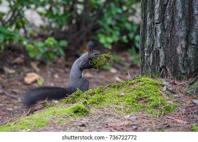 178 imagens de Korean squirrel Imagens, fotos stock e vetores