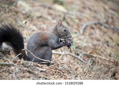 178 imagens de Korean squirrel Imagens, fotos stock e vetores