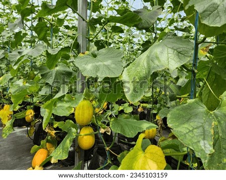 korean stripe yellow melon plants grown in a green house 7