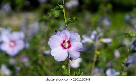 Korean Symbol Flower, Mugunghwa, Light Pink Flower