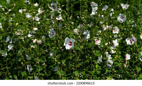 Korean Symbol Flower, Mugunghwa, White Flower