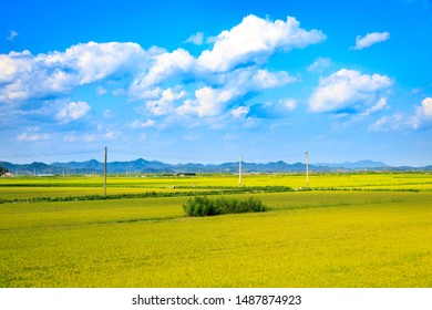 Field Green Grass Blue Sky Hilly Stock Photo 305380070 | Shutterstock