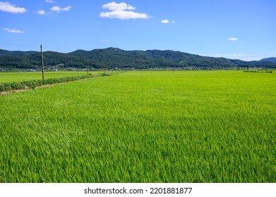 Korean traditional rice farming. Korean rice farming scenery. Korean rice paddies.Rice field and the sky in Ganghwa-do, Incheon, South Korea. - Shutterstock ID 2201881877