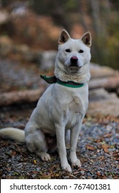 Korea's Jindo Dog