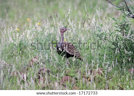 Korhaan