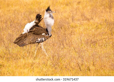 Kori Bustard