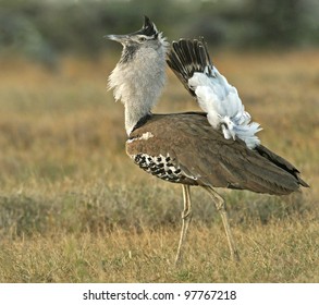 Kori Bustard Ardeotis High Res Stock Images Shutterstock