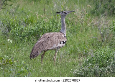 The Kori Bustard (Ardeotis Kori) Is The Largest Flying Bird Native To Africa