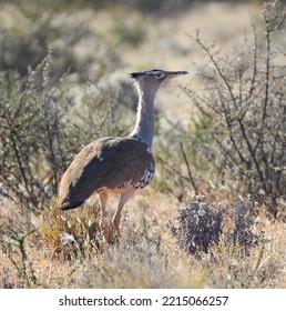 The Kori Bustard (Ardeotis Kori) Is The Largest Flying Bird Native To Africa.