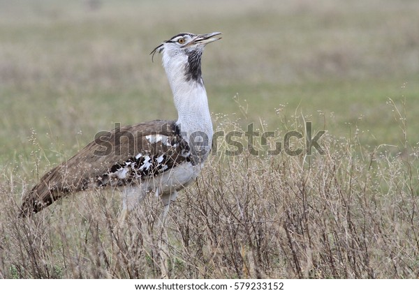 Kori Bustard Ardeotis Kori Largest Flying Stock Photo Edit Now