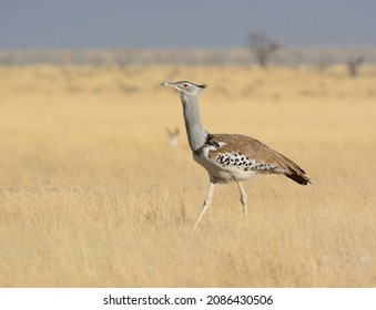 The Kori Bustard Is Arguably The Largest Flying Bird Native To Africa.