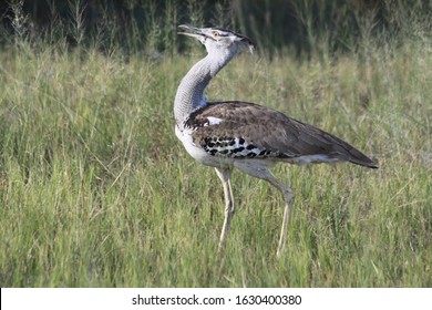 Kori Bustard Big Heaviest Flying Bird