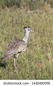 Kori Bustard Big Heaviest Flying Bird