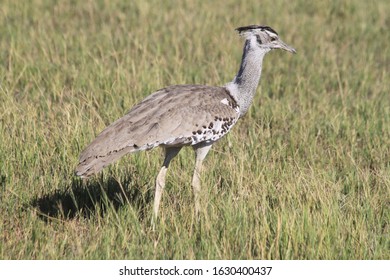 Kori Bustard Big Heaviest Flying Bird