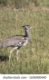 Kori Bustard Big Heaviest Flying Bird