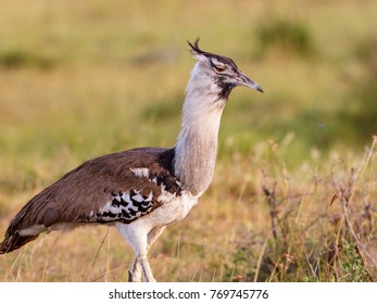 Kori Bustards Images Stock Photos Vectors Shutterstock