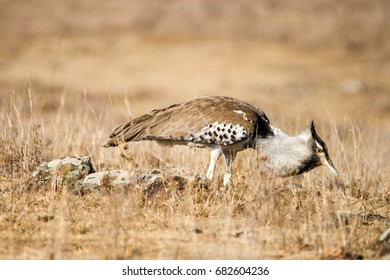 Kori Bustard Eating