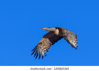 Kori Bustard In Flight