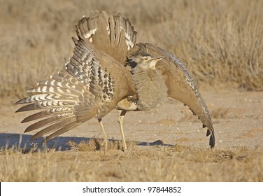 Kori Bustard Kgalagadi