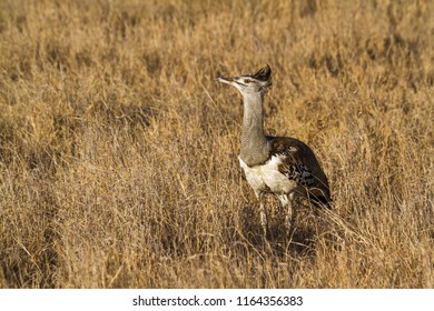 Kori Bustard Bird High Res Stock Images Shutterstock