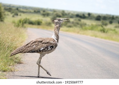 Kori Bustard In Kruger Park. This Is The World's Largest Flying Bird.