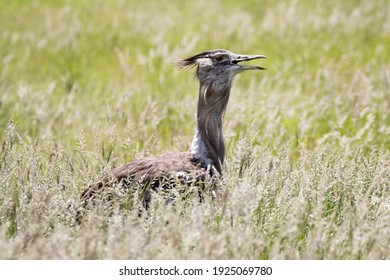 Kori Bustard In Kruger Park. This Is The World's Largest Flying Bird.