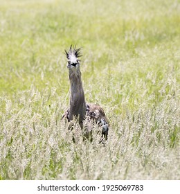 Kori Bustard In Kruger Park. This Is The World's Largest Flying Bird.