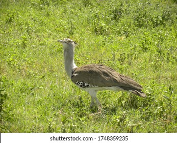 The Kori Bustard Is A Large And Heavy African Bird Capable Of Flying.