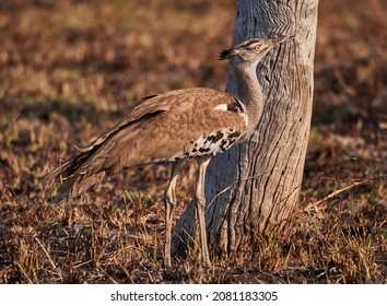 Kori Bustard, Largest Flying Bird In Africa