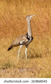 Kori Bustard, Masai Mara