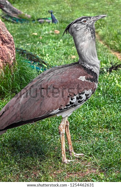 Kori Bustard On Lawn Biggest Flying Stock Photo Edit Now