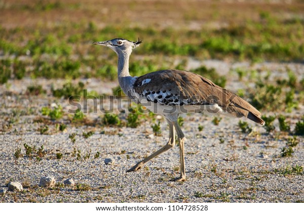 Kori Bustard One Largest Flying Bird Stock Photo Edit Now