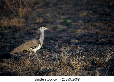 Kori Bustard Images Stock Photos Vectors Shutterstock