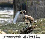 kormoran, Cormorant, cormorants , widllife, river, wildlife