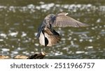 kormoran, Cormorant, cormorants , widllife, river, wildlife, 