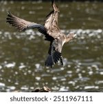 kormoran, Cormorant, cormorants , widllife, river, wildlife, birds in fly