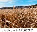 Korn, cereal, sky, feld, field, landscape