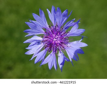 Kornblume; Centaurea; cyanus
