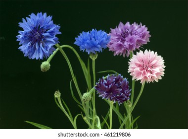 Kornblume; Centaurea; cyanus; Ackerpflanze, Heilpflanze